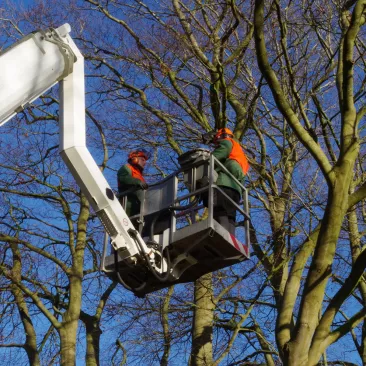 Mit einem Steiger werden in großer Höhe Äste aus einem Baum geschnitten.